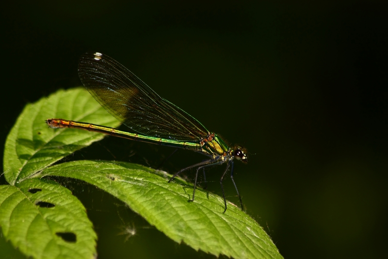 Calopteryx ID?